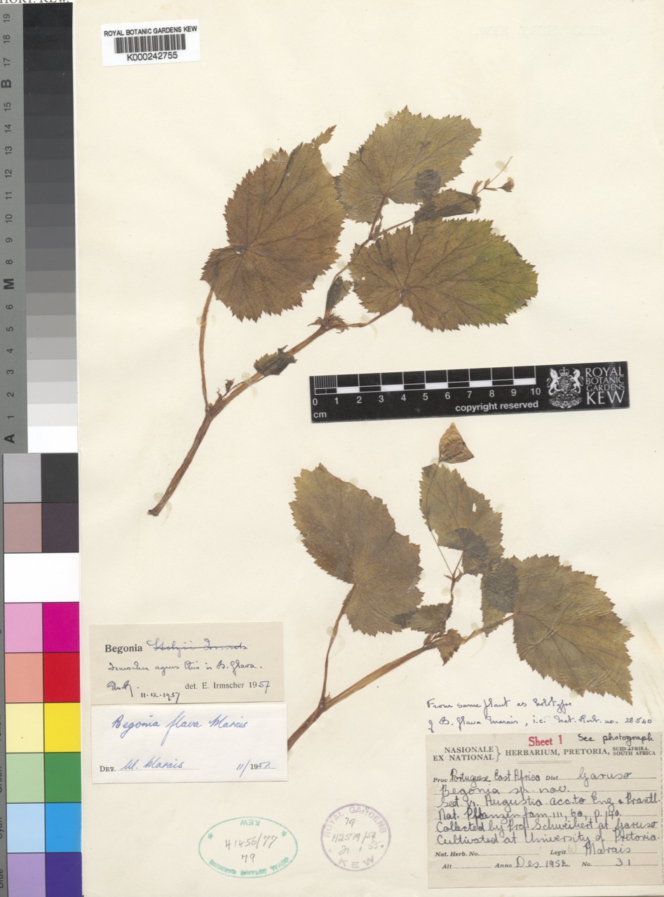B. sutherlandii ssp. latior